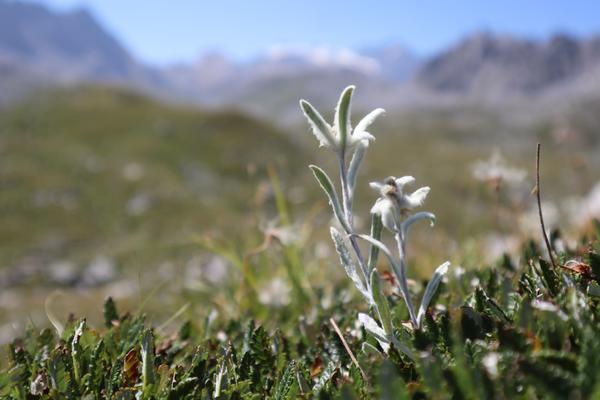 A close-up shot features a delicate Edelweiss flower with its distinctive white, velvety petals standing tall amidst lush green alpine vegetation